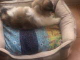 Shitzu