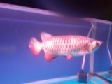 Arowana fish for sale