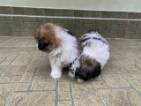 Shihtzu