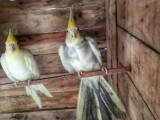 Cocktail bird