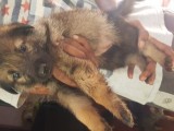 Rottweiler x German shepherd puppies