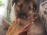 Rottweiler  x German shepherd