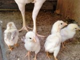 original asel golld@biscut chicks