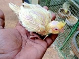 Crokatails chick for hand feeding size