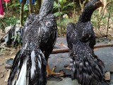 Parrot baek kawadi