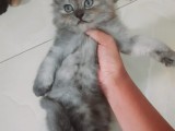 Persian cat