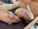 Rabbit for sale