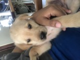 Labrador Retriever Male Puppies
