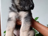 German Shepherd long coat puppy