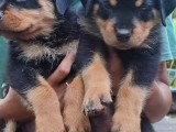 rottweiler puppy