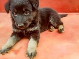 German shepherd long coat puppies