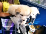 pomeranian