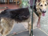 German shepherd long coat