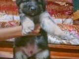 Belgian Shepherd Puppy