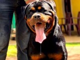 rottweiler puppies