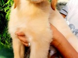 Golden Retrieve Puppies