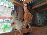 Brahma Chicks