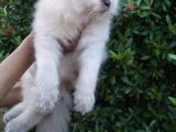 Himalayan kitten