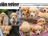 Golden retriever
