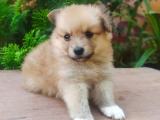 Lion Pomeranian Puppies