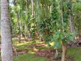 ඇඹිලිපිටිය නගර සභා සීමාව තුල  ඉඩමක් විකිණිමට