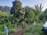 Kandy Land for Sale