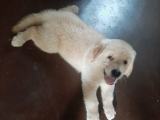Golden retriever puppies