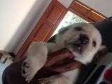 Labrador