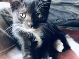 Munchkin kittens