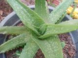 Aloe Vera -komarika