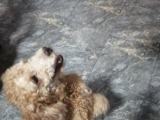 Poodle