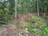 Land for Sale in Walasmulla