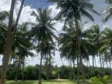 Beach front land Rathgama 2Acer