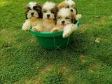 Shitzu Puppies