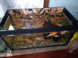 Fish tank