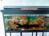 Fish tank