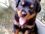 Rottweiler puppies