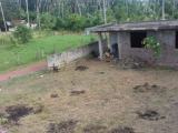 URGENT! Land for Sale in Airport Village, Kimbulapitiya