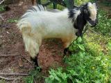 Goats (jamunapari)