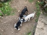 Small Made Puppies To Be Given Free Of Charge