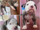 American Bully Puppies